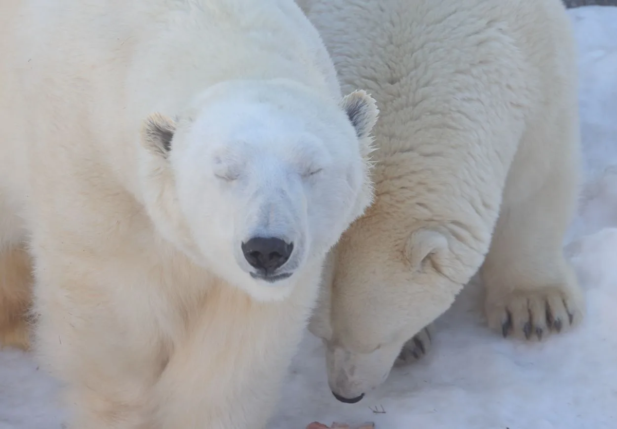 «Добрый» челябинец решил подкормить белых медведей колбасой в упаковке*1