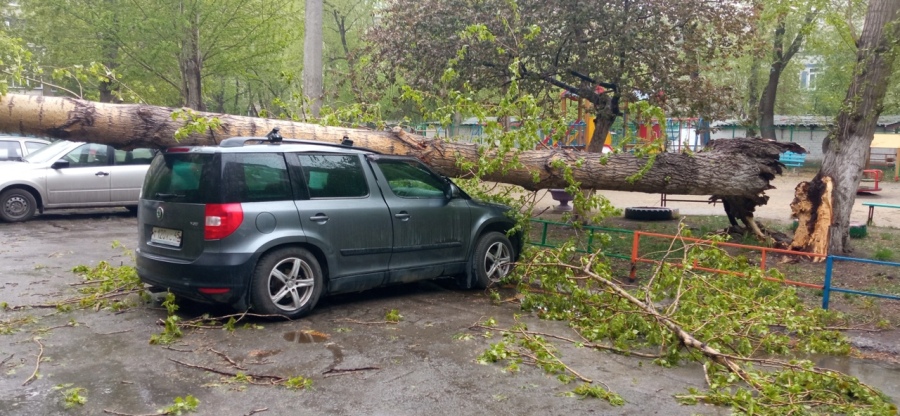 Большое дерево рухнуло на автомобиль во дворе Челябинска