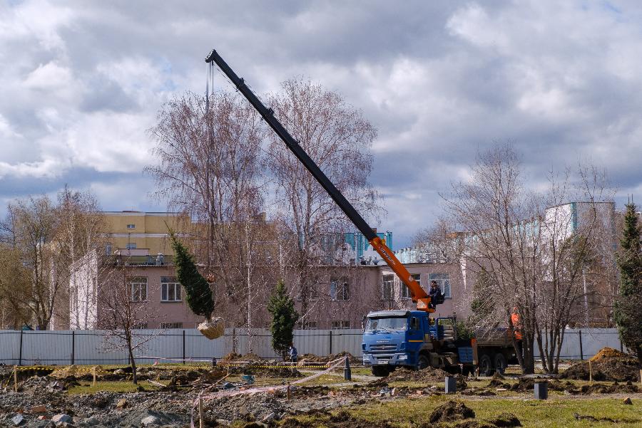 28 елей пересадили с площадки будущего хирургического корпуса в Челябинске*