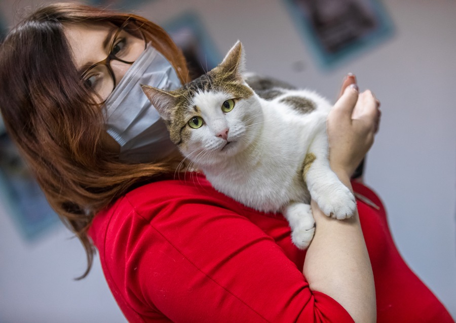 Зоопсихолог назвал признак искренней любви кошки к своему хозяину