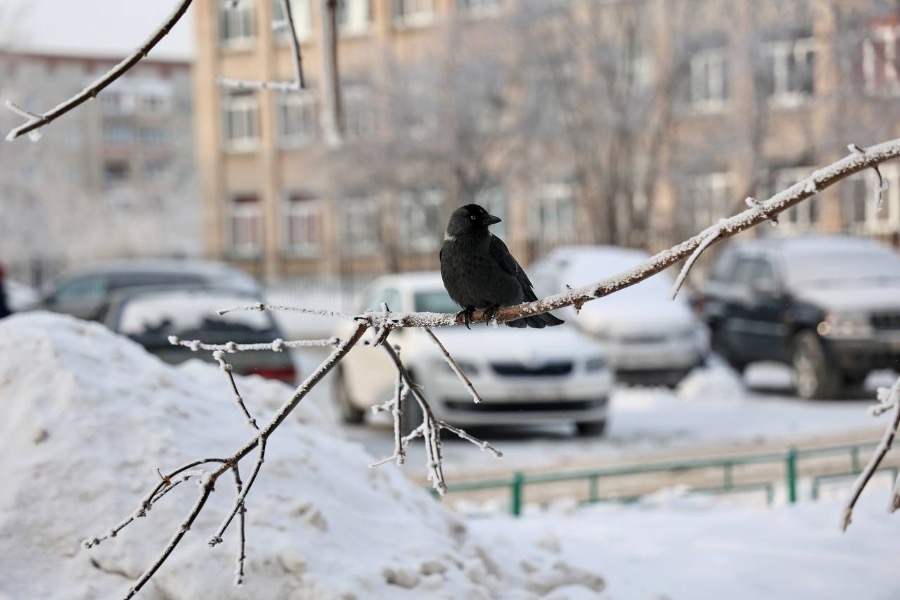 До +2 градусов потеплеет в Челябинской области*1