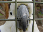 В Челябинской области арестовали попугая