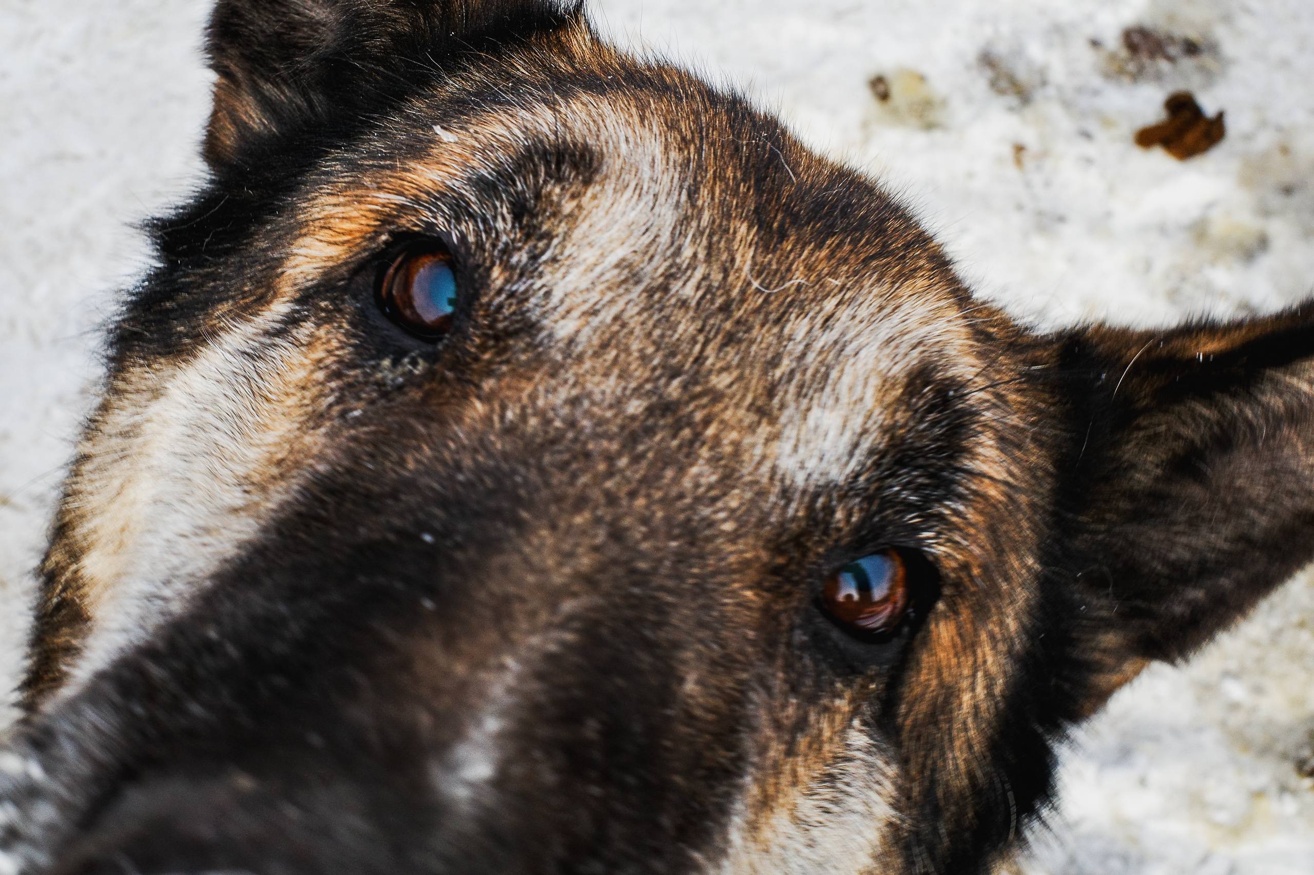 Московский зоопарк или навсегда в приюте: кто заберёт собаку из челябинского «Додо»