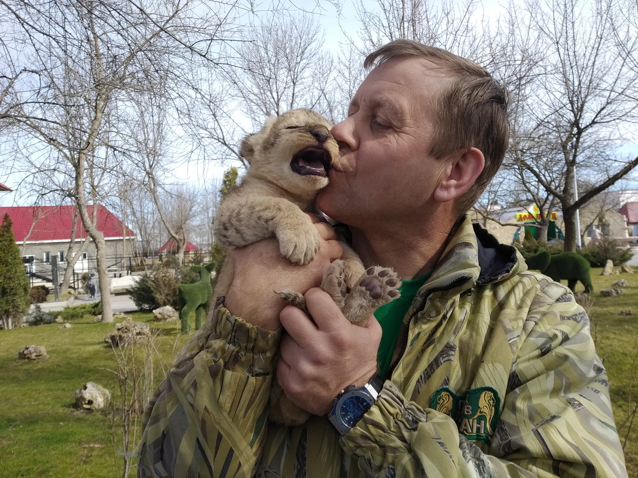Челябинская львица Лола родила в Крыму 4 маленьких львёнка