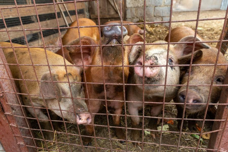 В поселке Челябинской области ввели карантин по африканской чуме свиней *1