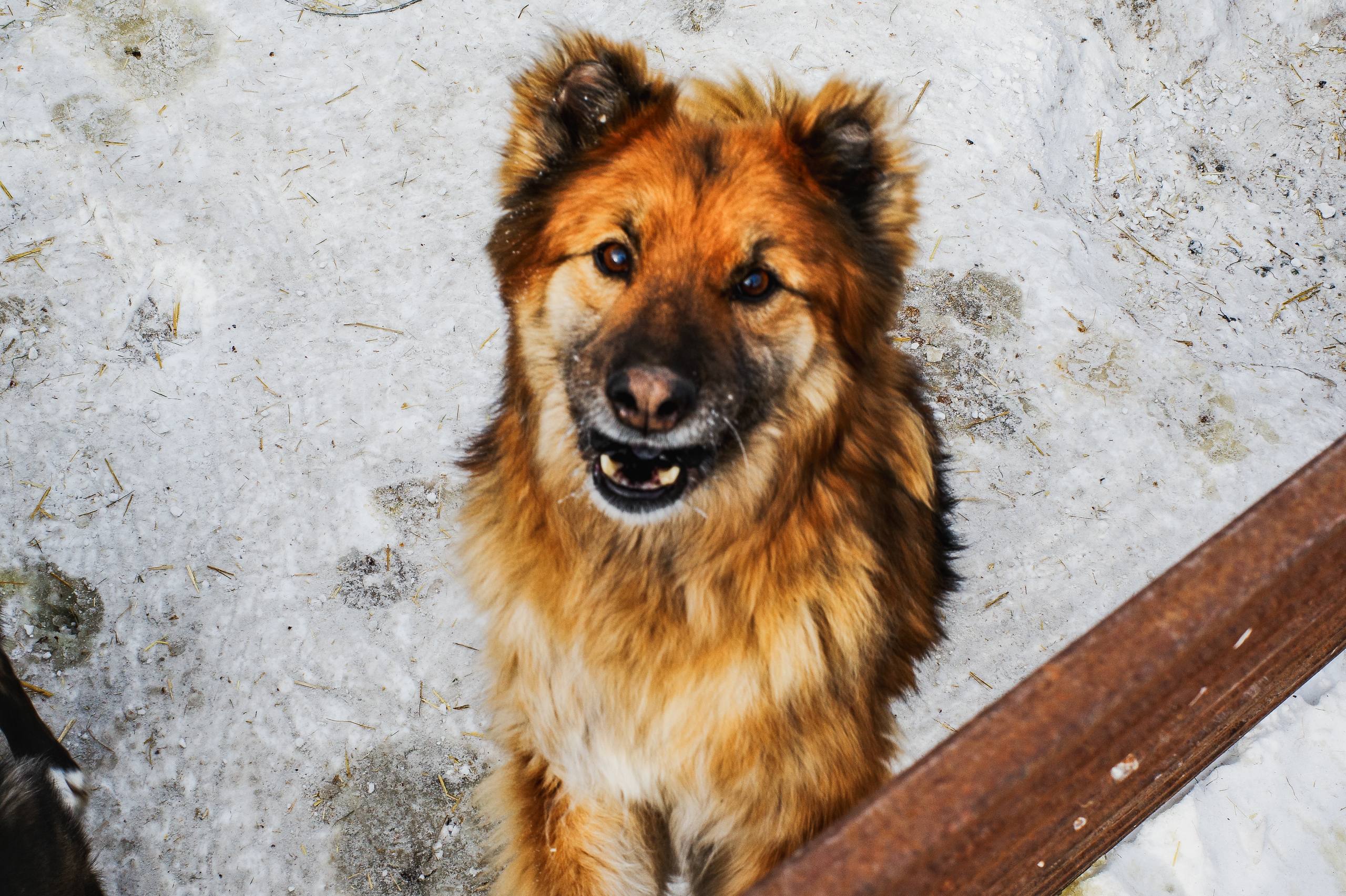 Московский зоопарк или навсегда в приюте: кто заберёт собаку из челябинского «Додо»