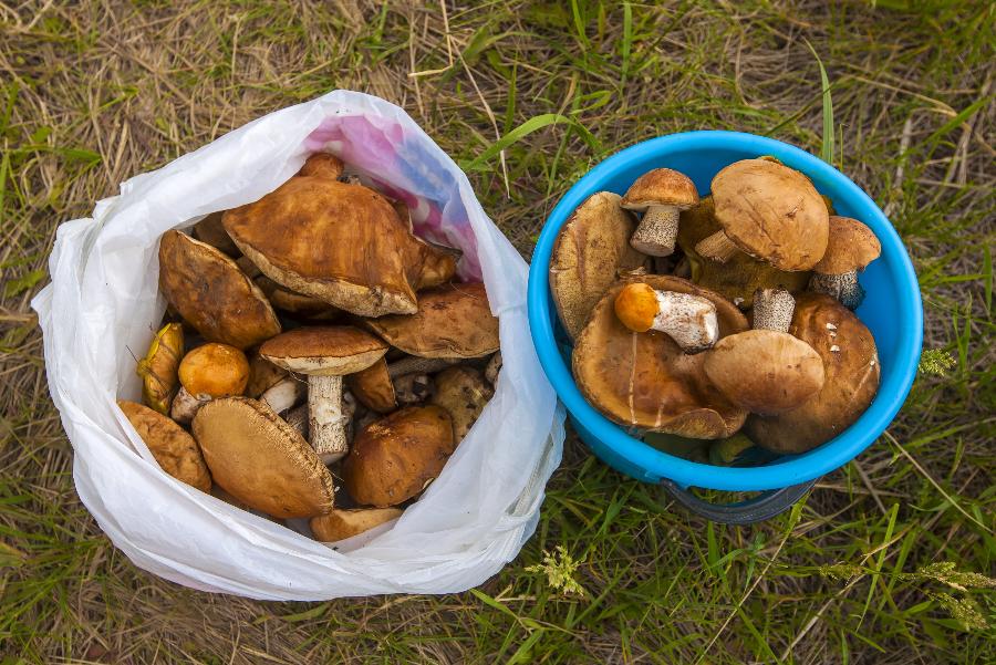 Пенсионерку укусила гадюка во время сбора грибов в Челябинской области