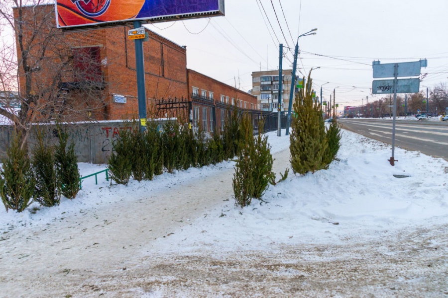 В Челябинске заработали пункты приема ненужных елок *1