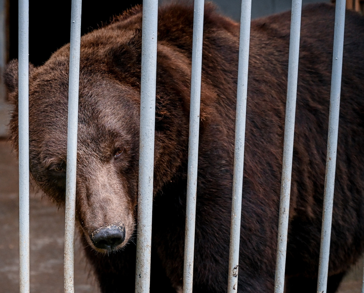 Медведь Степан не сможет переехать из тесной клетки в Челябинский зоопарк*1