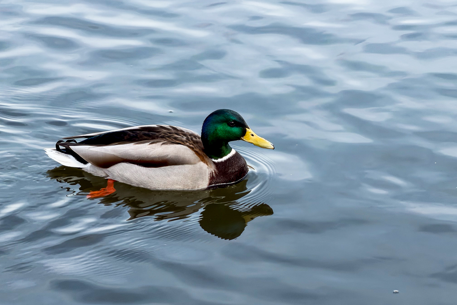 Челябинск потек: почему горожане радуются приходу «большой воды»
