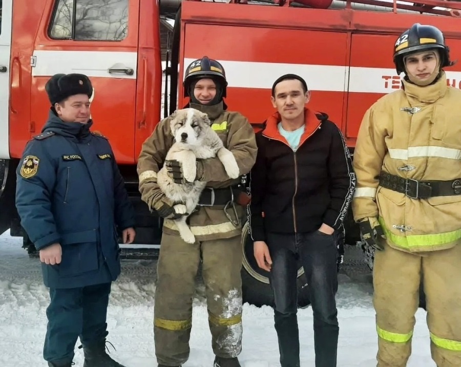 Пожарные Верхнего Уфалея спасли щенка алабая