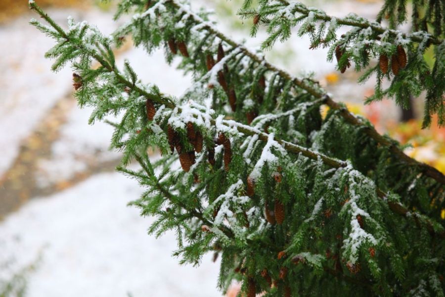 Первый снег выпал в Челябинской области*1
