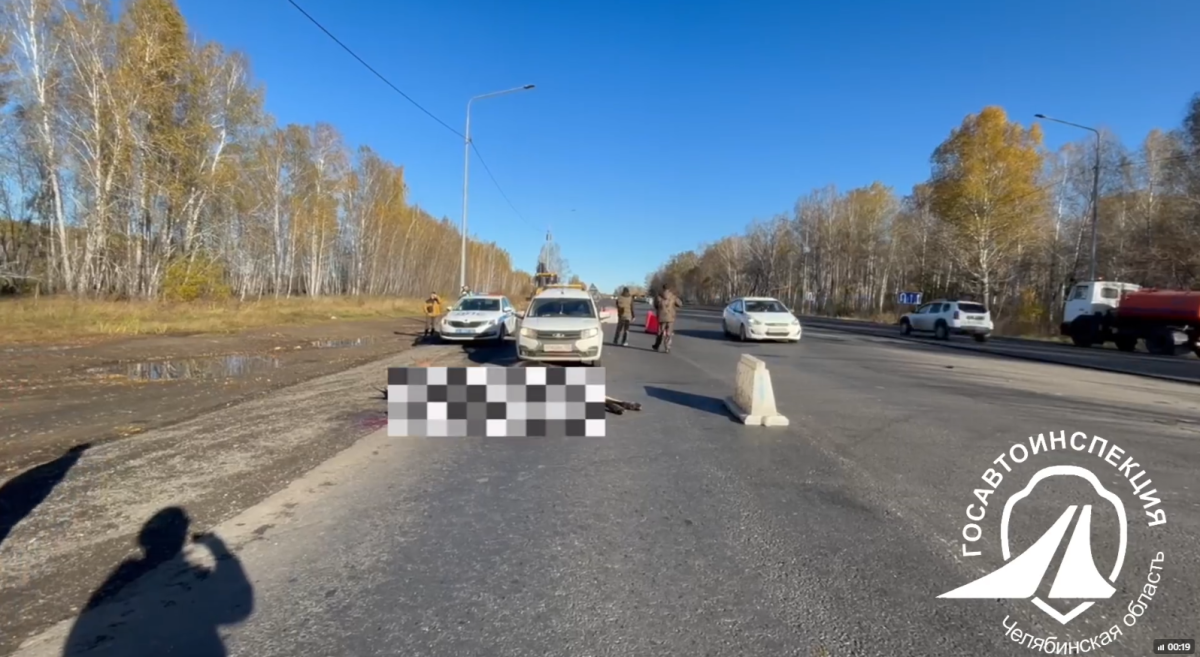 В Челябинской области лось отбросил копыта после встречи с Haval*