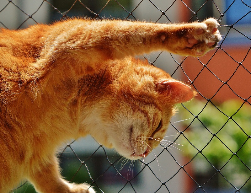 В микрорайоне Челябинска ввели карантин из-за смерти кошки от бешенства
