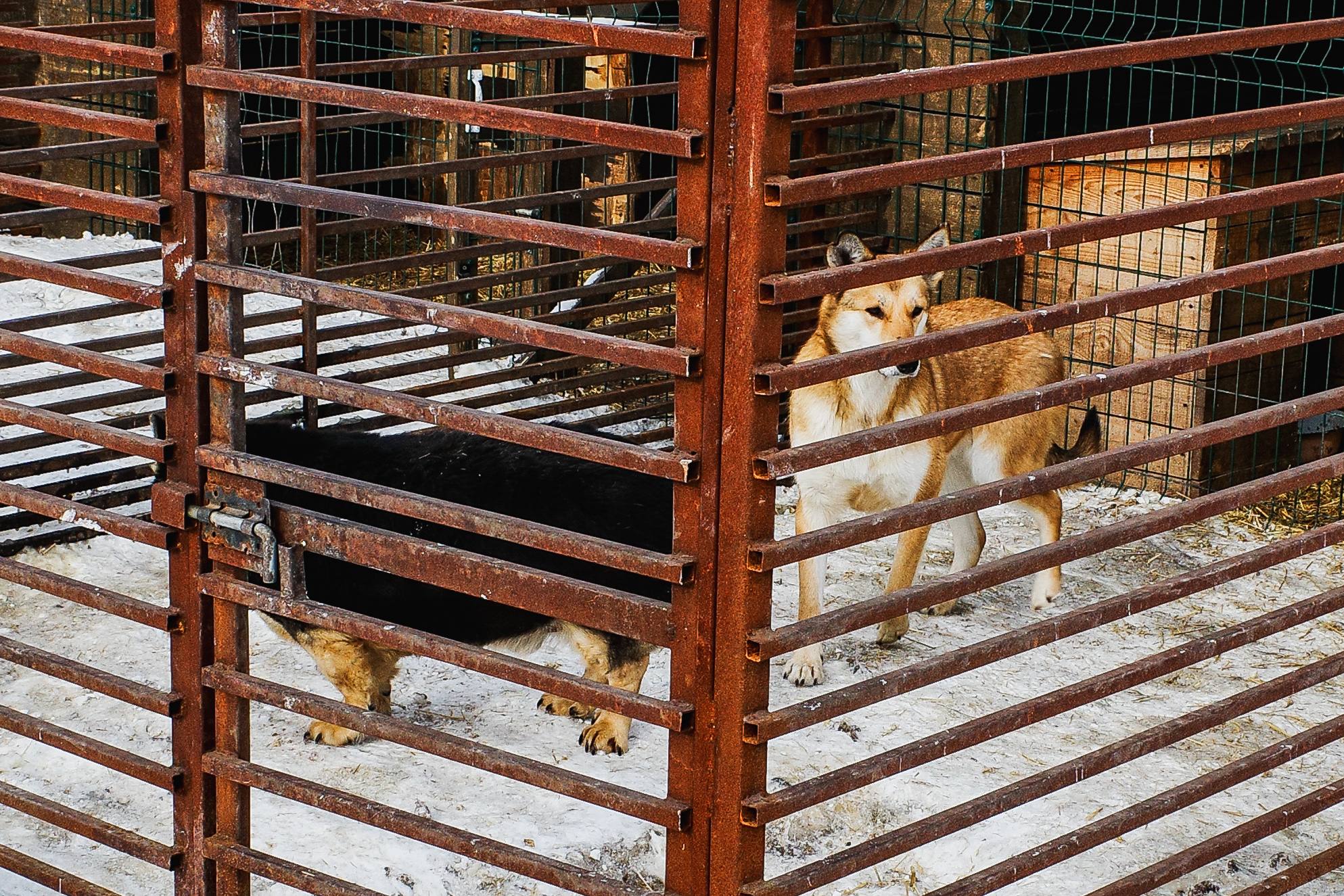 Московский зоопарк или навсегда в приюте: кто заберёт собаку из челябинского «Додо»