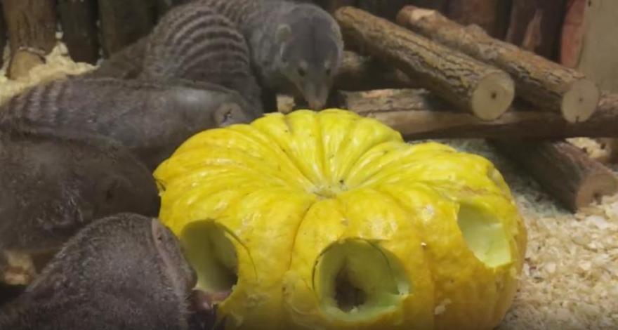 Питомцы зоопарка осваивают подаренные челябинцами тыквы
