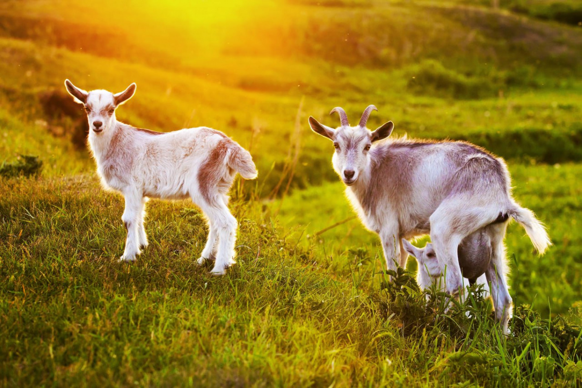 Антилопы-мигранты проскочили в Челябинскую область*