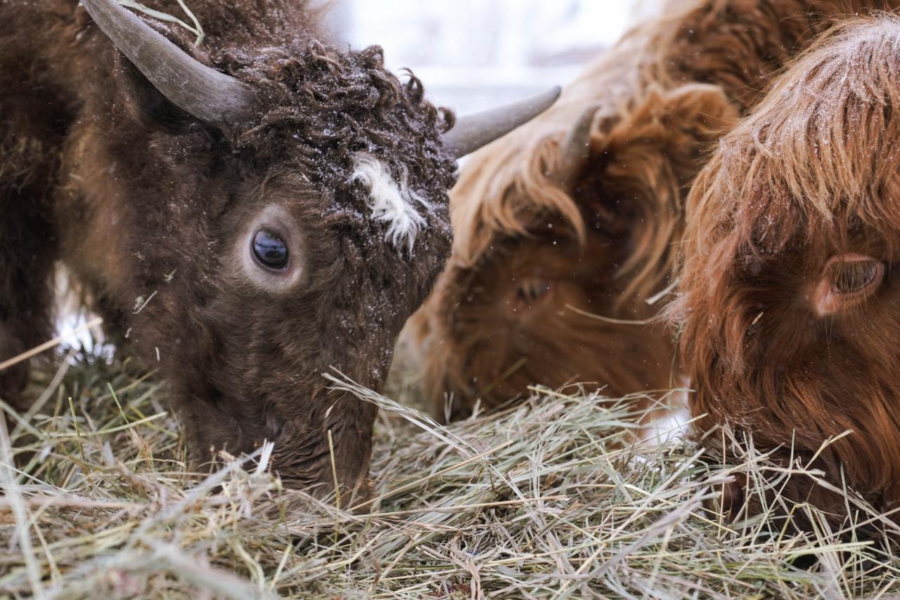 В челябинском зоопарке раскрыли меню новогоднего застолья животных