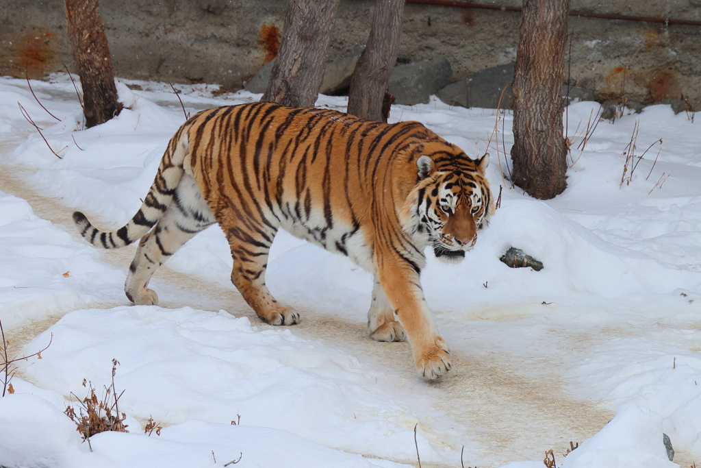 2D4A5001 Куткин.JPG