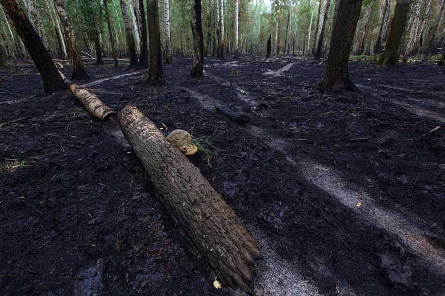 Последствия лесных пожаров на юге Челябинской области