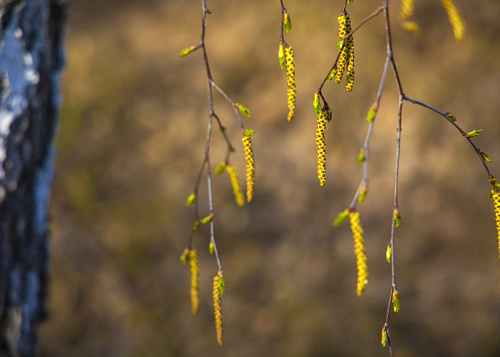 Челябинский врач дала советы по весеннему «выживанию» для аллергиков
