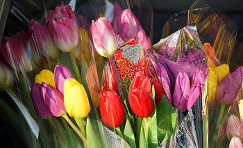 Трипс в подарок: 9 тысяч цветов с «сюрпризом» не дошли до прилавков Челябинска