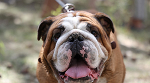 Ирина Текслер чипировала семейную собаку Черчилля