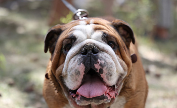 Ирина Текслер чипировала семейную собаку Черчилля