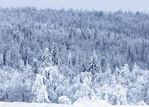 Челябинский космонавт сдал экзамен на выживание в морозном зимнем лесу