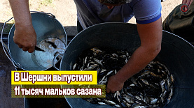 Мальков сазана выпустили в Шершневское водохранилище