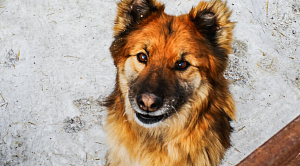 В Златоусте служебная собака рассказала полиции, куда ушёл преступник