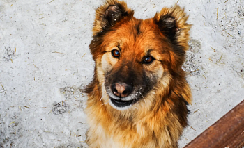 В Златоусте служебная собака рассказала полиции, куда ушёл преступник