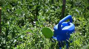 Бешеный огурец и ячмень гривастый объявлены вне закона в Челябинской области