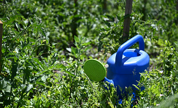 Бешеный огурец и ячмень гривастый объявлены вне закона в Челябинской области