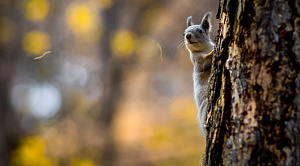 Почему белкам нельзя доверять: челябинцам раскрыли карты