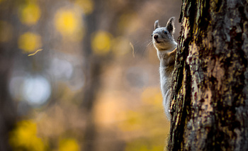 Почему белкам нельзя доверять: челябинцам раскрыли карты