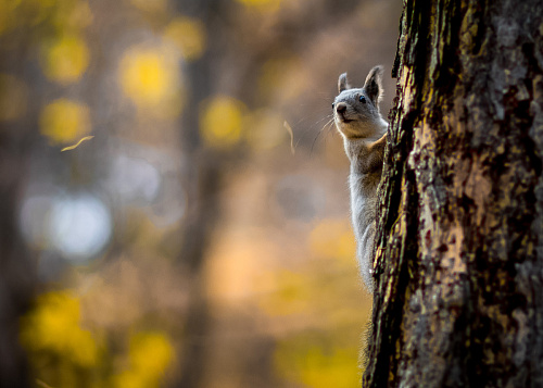 Почему белкам нельзя доверять: челябинцам раскрыли карты