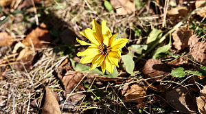 Двое южноуральских школьников покорили всероссийский экологический конкурс