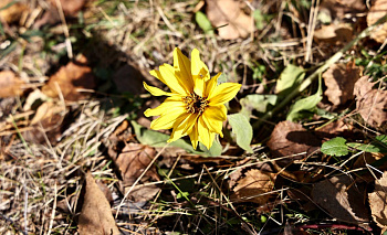Двое южноуральских школьников покорили всероссийский экологический конкурс