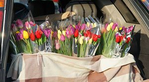 Опрос: 59% челябинцев считают цветы лучшим подарком на 8 Марта