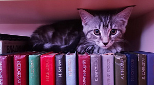 Кота породы мейн-кун приняли на работу в библиотеку под Челябинском