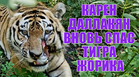 Карен Даллакян вновь спас тигра Жорика