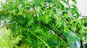 Агроэксперимент 50-летнего копейчанина обезвредили полицейские