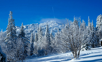 Фотоловушка сняла стаю загадочно рыжих волков в лесах Челябинской области