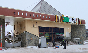 В Челябинском зоопарке появился «игрушечный» барашек Велес