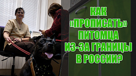 «Усы, лапы и хвост»: как зарегистрировать питомца из-за границы в России
