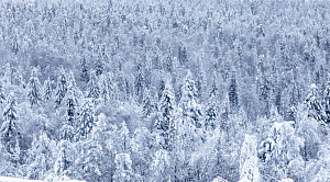 7,5 млн «президентских денег» потратят на лосей нацпарка «Зюраткуль»