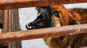 Под Челябинском собака сильно покусала 17-летнюю девушку