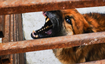 Под Челябинском собака сильно покусала 17-летнюю девушку