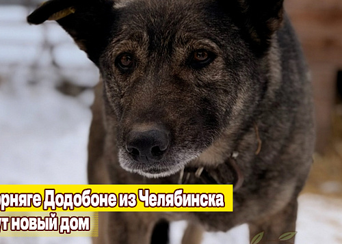 «Собаки в приюте сидят годами»: дворняге Додобоне ищут новый дом